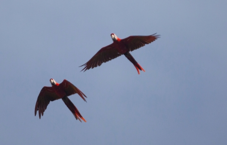 Birds