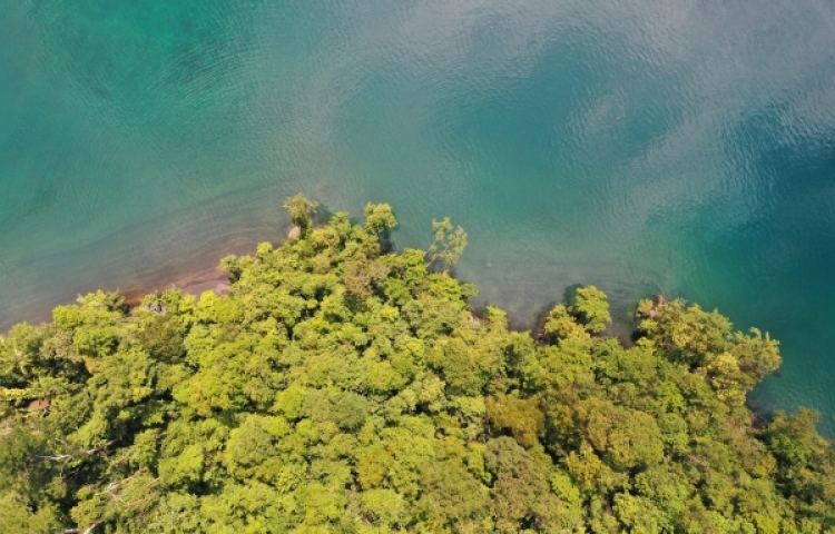 Mangroves 2