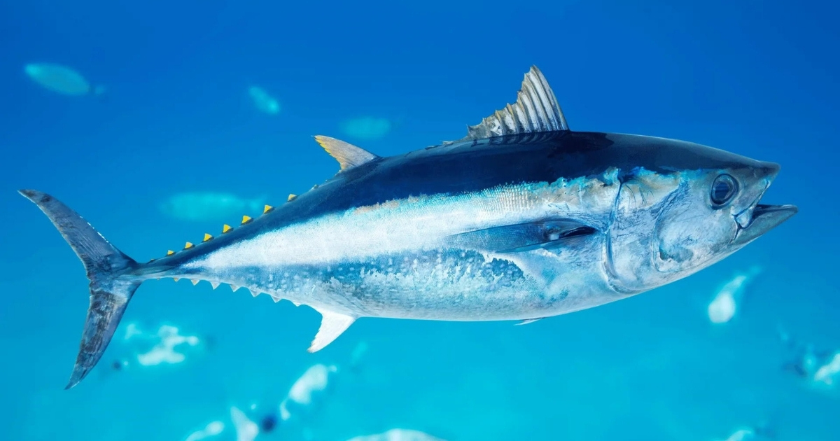 Peter Franklin ocean conservation 1200x630 2