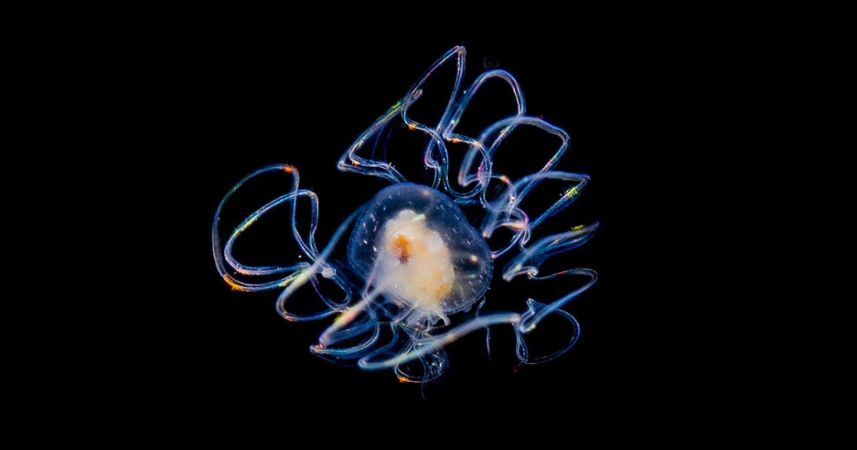 Planktonia 1200x630 Planktonia 1200x630