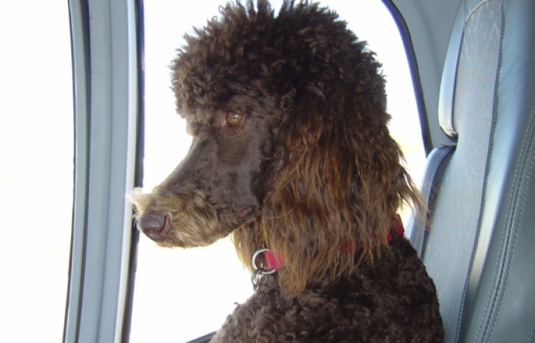 Simon Ladbrooke flight to vet