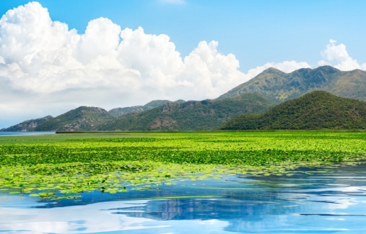 Skadar Lake